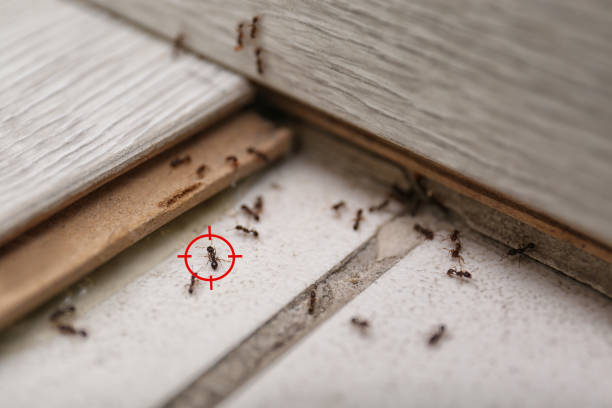 Trusted Tipton, IN Pest Control Experts