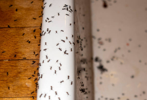 Wasp Removal Services in Tipton, IN